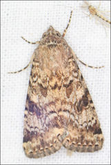 Heliothis punctifera