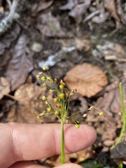 Luzula acuminata carolinae