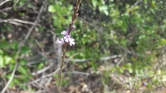 Verbena menthifolia