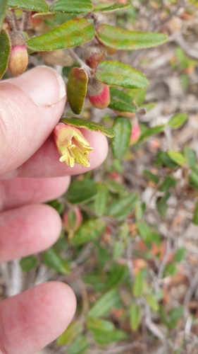 Image of Correa backhouseana by (c) Rosalie Lawrence, some rights reserved (CC BY)