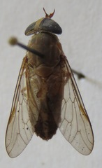 Tabanus colombensis
