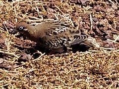 Zenaida galapagoensis galapagoensis