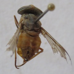 Tabanus occidentalis dorsovittatus