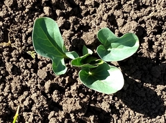 Calystegia atriplicifolia