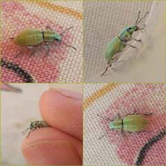 Naupactus auripes