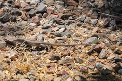 Aspidoscelis sonorae