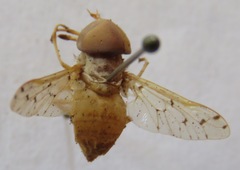 Chlorotabanus mexicanus