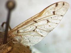 Chlorotabanus mexicanus