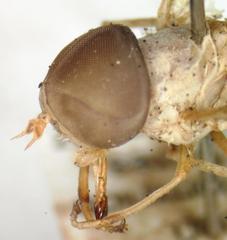 Chlorotabanus mexicanus