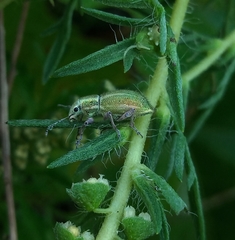 Naupactus auripes