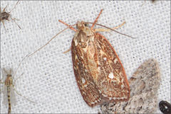 Euchaetis metallota