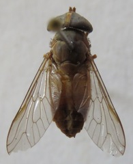 Tabanus colombensis