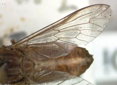 Tabanus colombensis