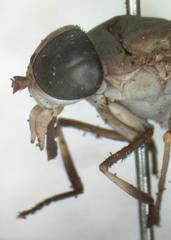 Tabanus colombensis