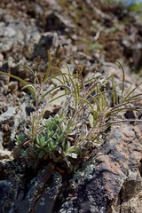 Boechera breweri breweri