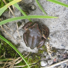 Gastrotheca