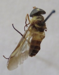 Dichelacera scapularis