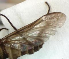 Dichelacera scapularis