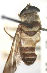 Dichelacera scapularis