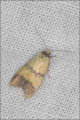 Heteroteucha translatella
