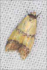 Heteroteucha translatella