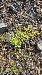 Herniaria hirsuta hirsuta