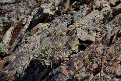 Boechera breweri breweri