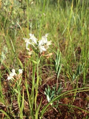 Platanthera blephariglottis blephariglottis