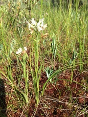 Platanthera blephariglottis blephariglottis