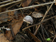 Fistulinella viscida