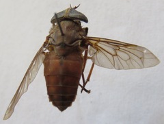 Tabanus importunus