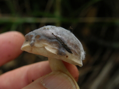 Fistulinella viscida