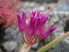 Allium falcifolium