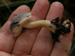 Fistulinella viscida