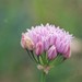 Allium geyeri - Photo (c) mhays, algunos derechos reservados (CC BY-NC), uploaded by mhays