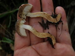 Fistulinella viscida