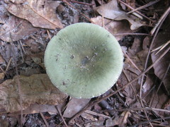 Virescentinae