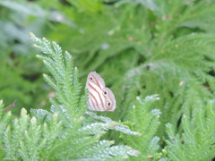 Euptychia