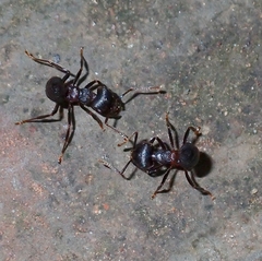 Crematogaster aurita