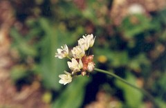 Allium geyeri tenerum