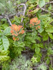 Castilleja latifolia
