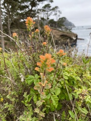 Castilleja latifolia