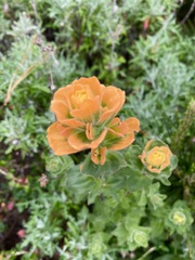 Castilleja latifolia