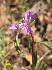 Clarkia modesta