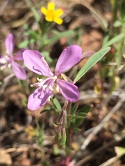 Clarkia modesta