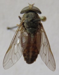 Tabanus commixtus