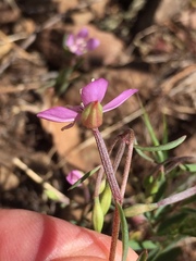 Clarkia modesta