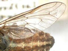 Tabanus commixtus