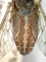 Tabanus commixtus