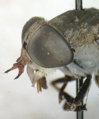 Tabanus commixtus